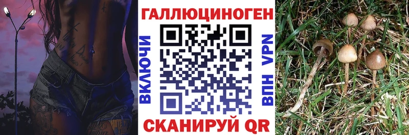 Псилоцибиновые грибы GOLDEN TEACHER  Купить где  Княгинино 